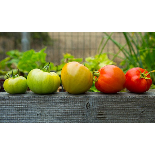 Fresh Green Tomato Moisture (%): Nil