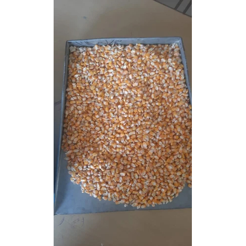 Common Fresh Yellow Maize