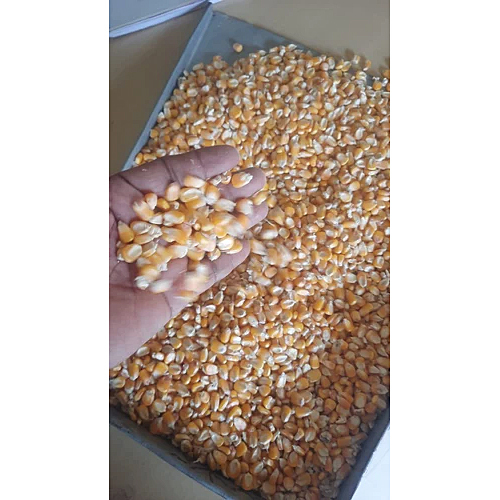 Common Fresh Yellow Maize