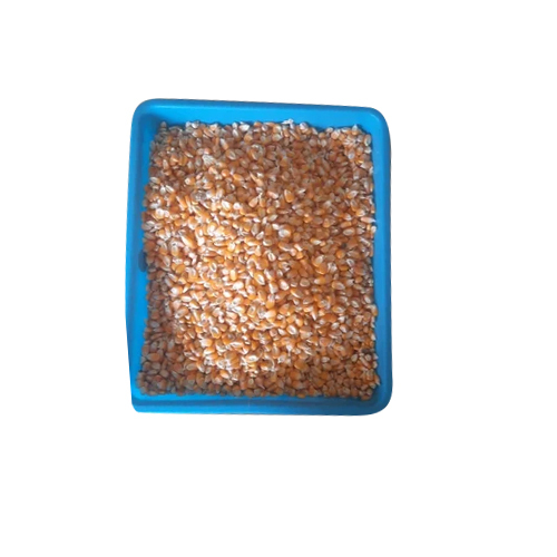 Common Fresh Yellow Maize
