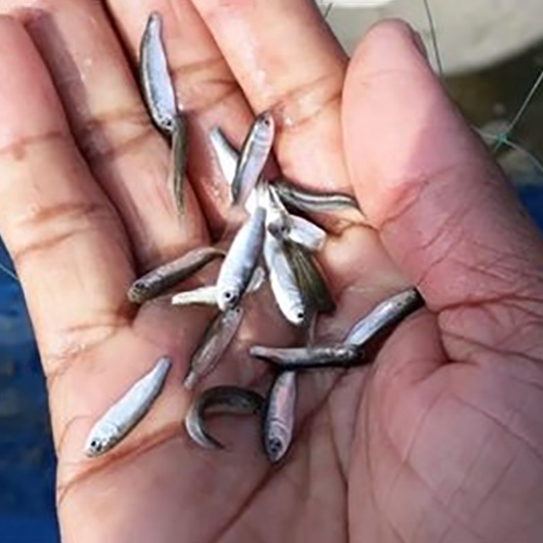 उच्च गुणवत्ता वाले ग्रे मुलेट मछली के बीज