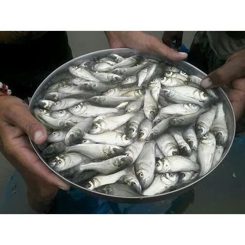 उच्च गुणवत्ता वाले कटला मछली के बीज