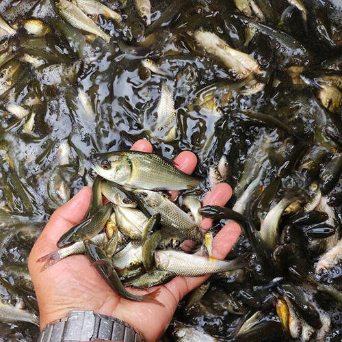 उच्च गुणवत्ता वाले रोहू मछली के बीज