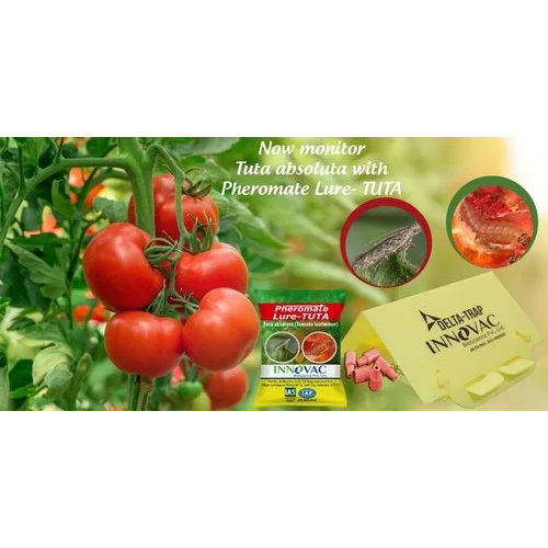 Pheromone Lure For Tuta Absoluta - Natural Rubber, Green Color | Traps For Tuta Absoluta Control In Tomato Farms, Warranty Included