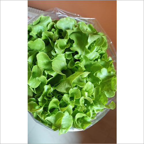 संरक्षित ओकलीफ ग्रीन लेट्यूस