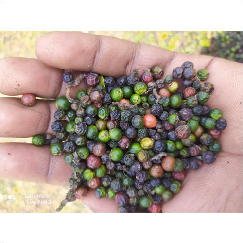 Black Pepper - Solid Form, Round Shape | Black Color, Gourmet Spice