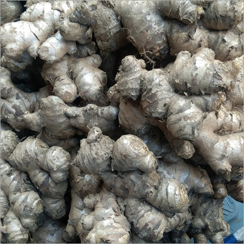 ब्राउन मीडियम साइज जिंजर