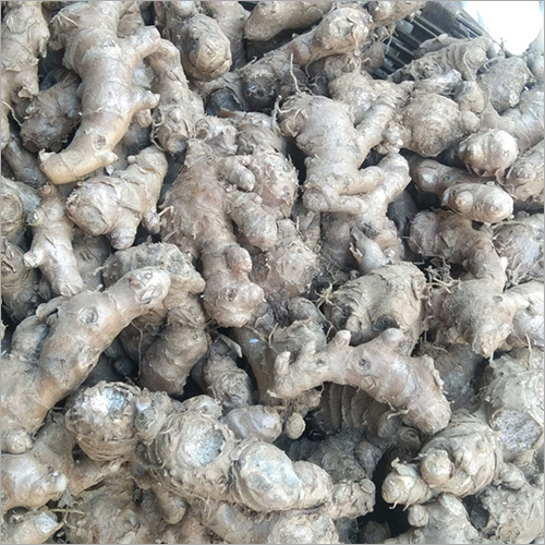 भूरा सबसे छोटा गर्म नागालैंड अदरक