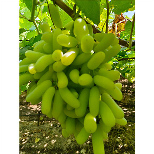 Green Fresh Grapes