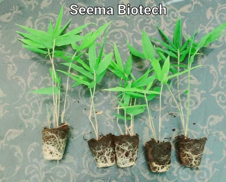 Bamboo Netpot Plants - Green Stem, 7-8 Inch Height | Tissue Cultured, Peat Moss Media, Hardened 2 Months