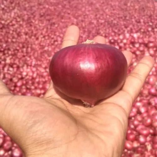 भारतीय लाल प्याज