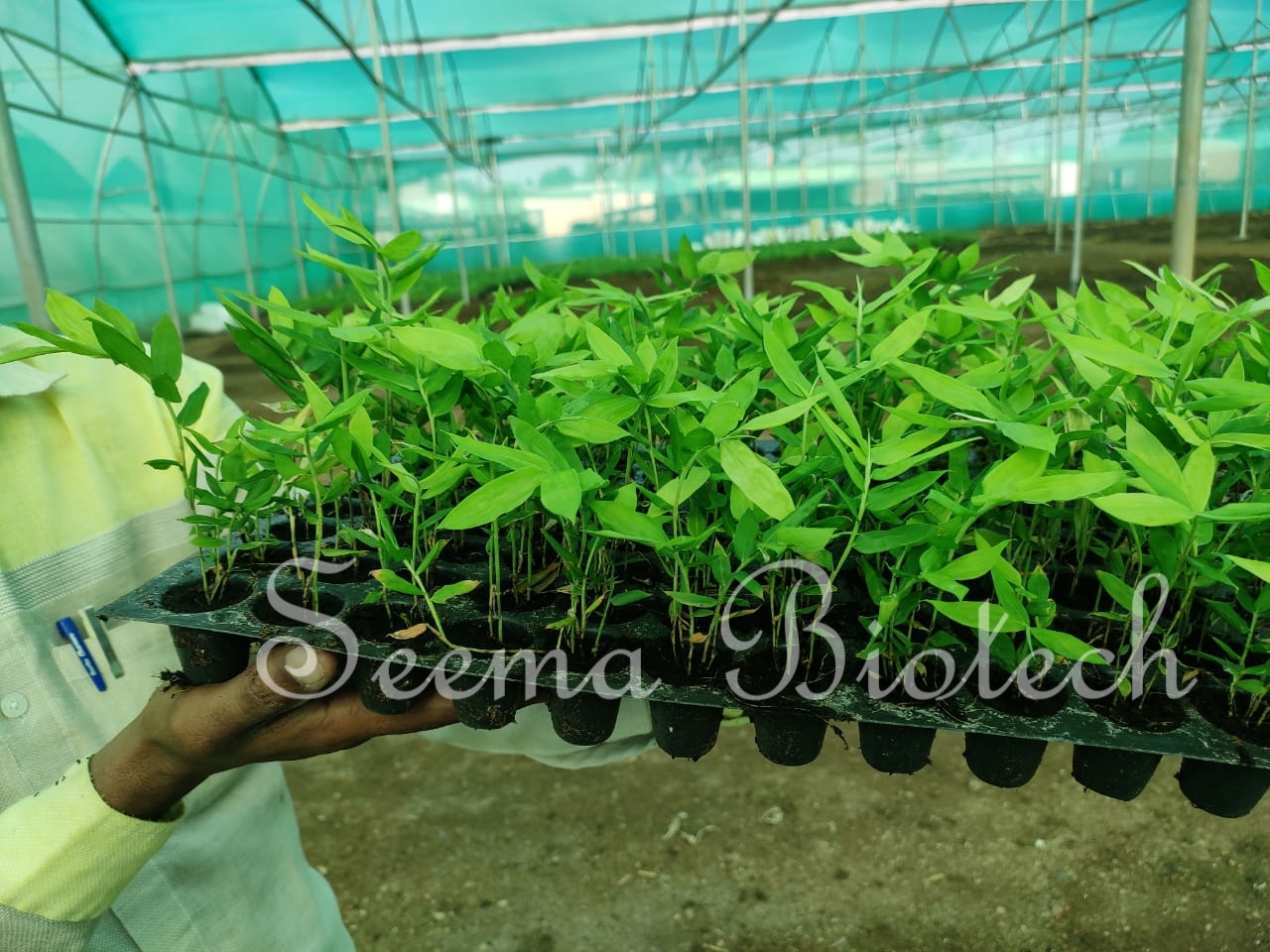Bamboo Netpot Plants - Green Stem, 7-8 Inch Height | Tissue Cultured, Peat Moss Media, Hardened 2 Months