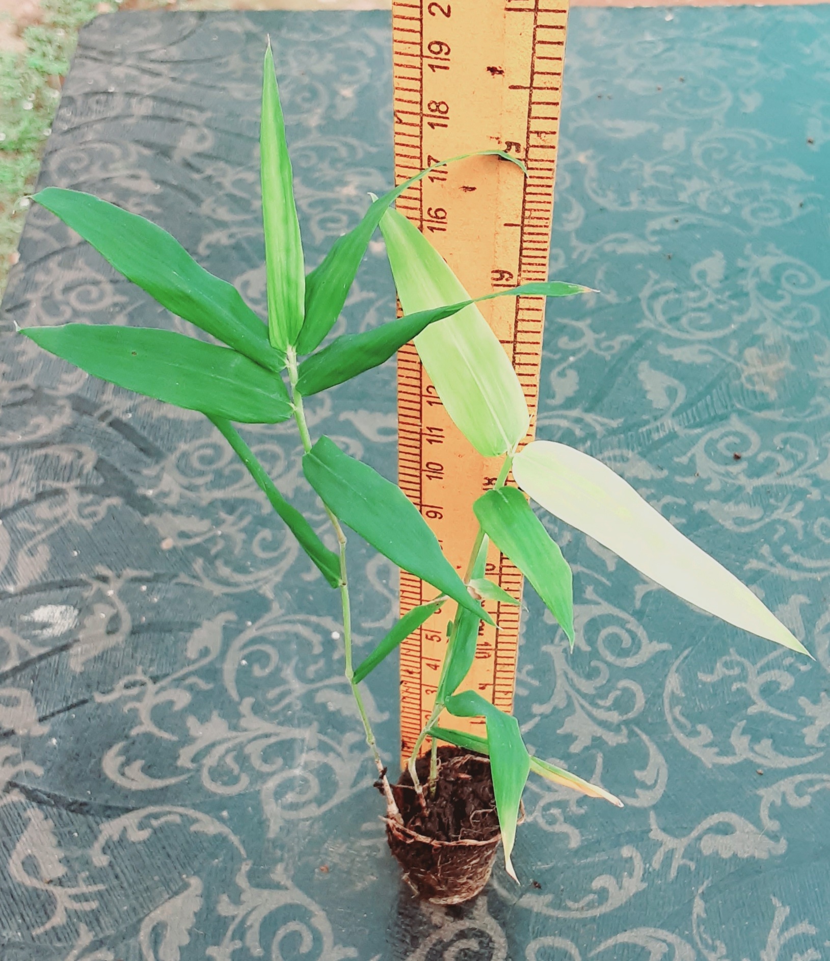 Bamboo Netpot Plants - Green Stem, 7-8 Inch Height | Tissue Cultured, Peat Moss Media, Hardened 2 Months