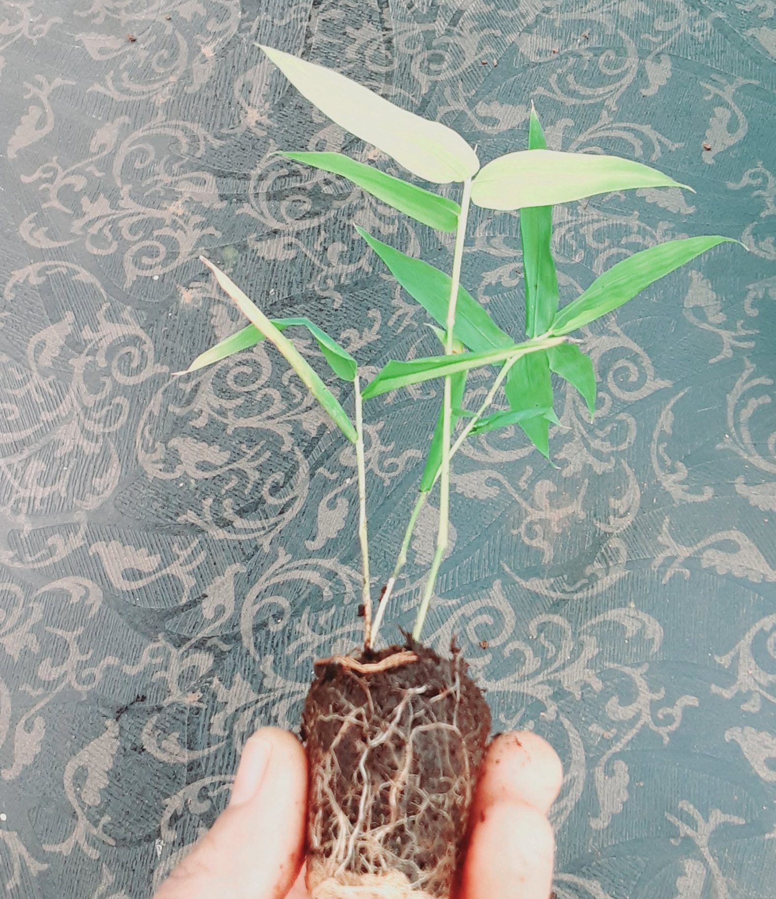 Bamboo Netpot Plants - Green Stem, 7-8 Inch Height | Tissue Cultured, Peat Moss Media, Hardened 2 Months