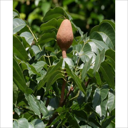 Green Mahogany Plant