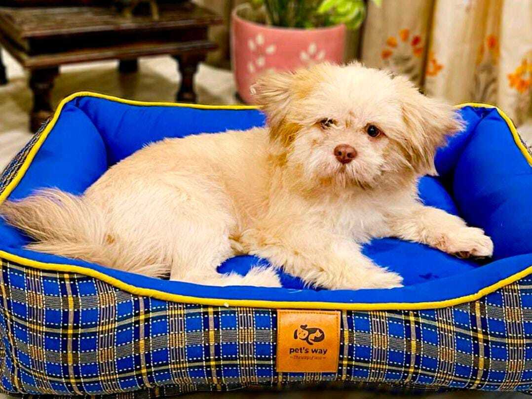 Dog Beds - Soft Touch Cotton Cover | Machine Washable Zip-off Cover Sturdy Bolsters For Nesting Adaptable Body Support Stylish Woven Fabric