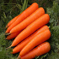  ताजा गाजर 
