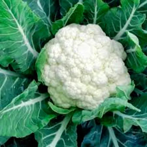 Natural Fresh Cauliflower