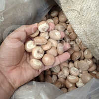 A2 Size Vachras Dried Whole Supari or Areca Nut