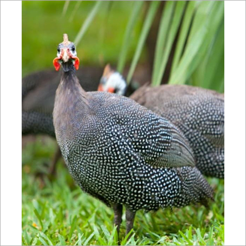 गिनी फाउल जिन फाउल