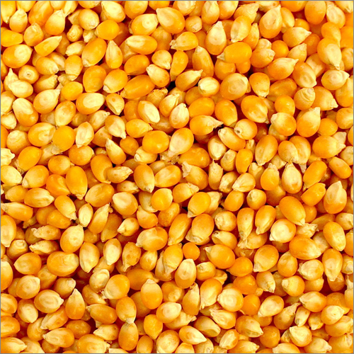 जैविक पीला मक्का