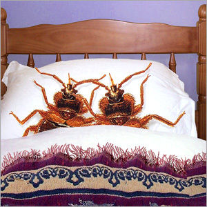 Bed Bugs Control