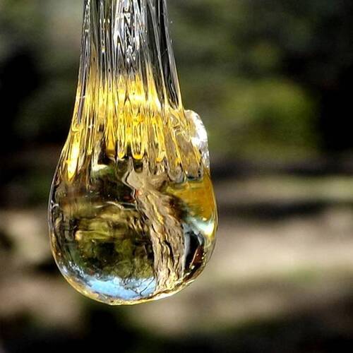 Elemi Essential Oil - 10ml Glass Bottle, Amber Viscous Liquid | Anti-inflammatory, Antiseptic, Relaxing, Immune Booster, Stress Relief