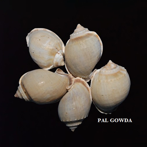 ब्राउन पाल गौड़ा सीशेल्स