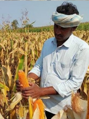 पीला मक्का का बीज