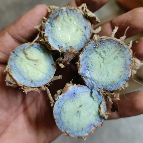 Black Turmeric - Organic Raw First Class | Store In A Dry Place For Optimal Freshness And Quality