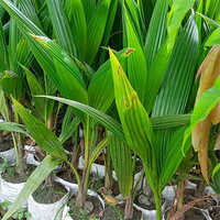 प्राकृतिक नारियल के पौधे की शेल्फ लाइफ: 2-3 साल