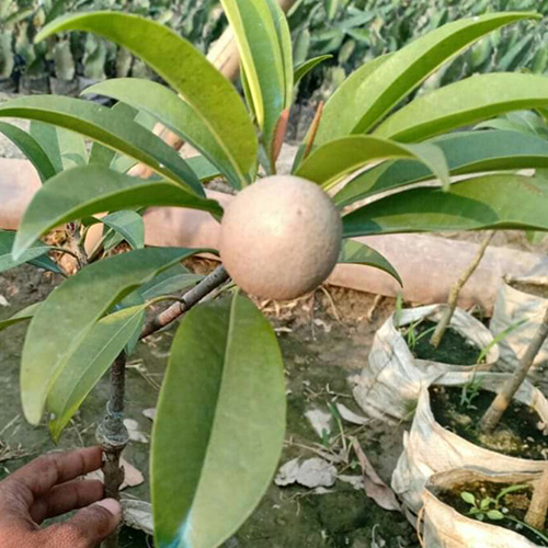 क्रिकेट बॉल चीकू फ्रूट प्लांट शेल्फ लाइफ: 2-3 साल