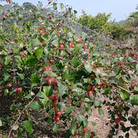 कश्मीरी रेड एप्पल फ्रूट प्लांट की शेल्फ लाइफ: 2-3 साल