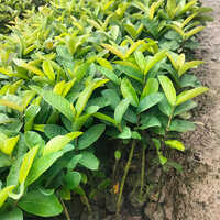 ताइवान पिंग अमरूद फ्रूट प्लांट शेल्फ लाइफ: 2-3 साल