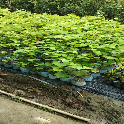 हरे अंगूर का पौधा