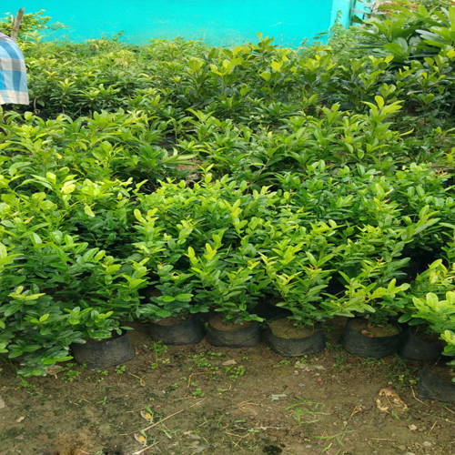 हरा करमोदा का पौधा