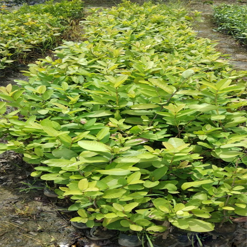 हरा L 49 अमरूद का पौधा