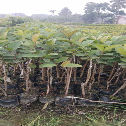 ग्रीन वीएनआर अमरूद का पौधा