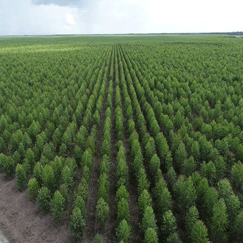 Timber Plantation