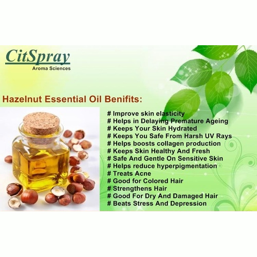 हेज़ल नट एसेंशियल ऑयल सामग्री: हर्बल एक्सट्रेक्ट