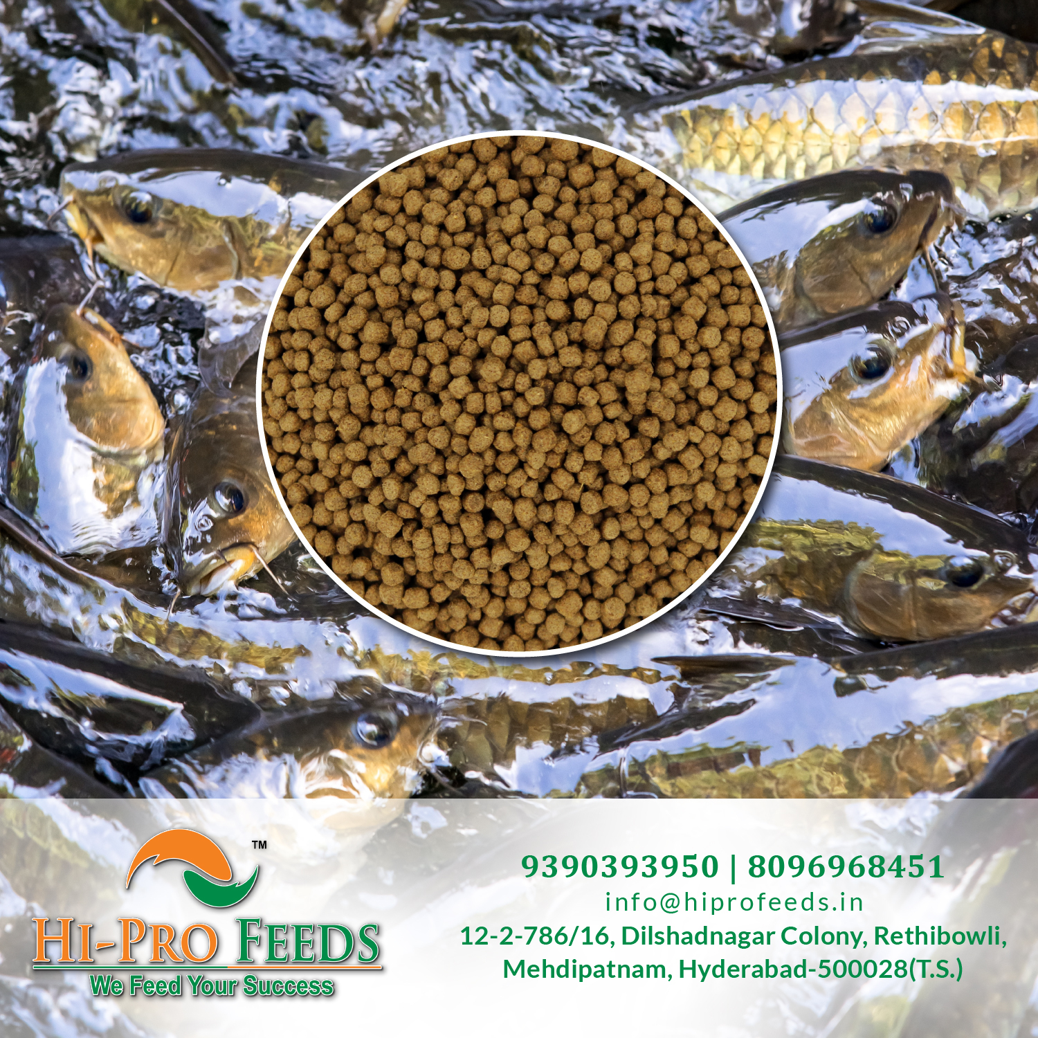 Channa Murrel Fish Feed Snakehead Fish Feed - Product Type: Aquariums