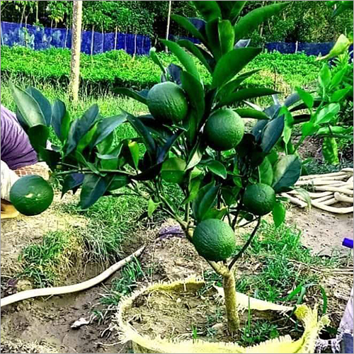 ग्रीन बारी माल्टा प्लांट