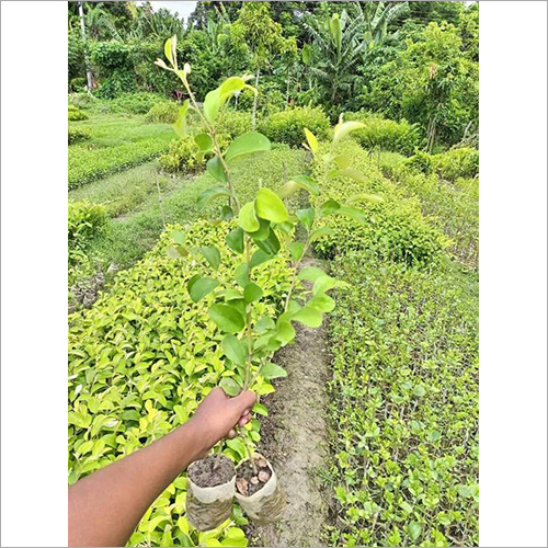 ग्रीन रेड एप्पल बीयर प्लांट