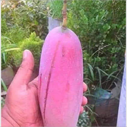 ग्रीन रेड आइवरी मैंगो प्लांट