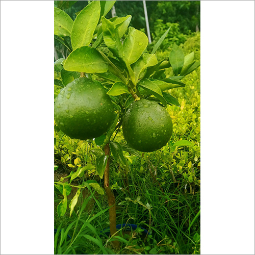 ग्रीन वियतनाम माल्टा प्लांट