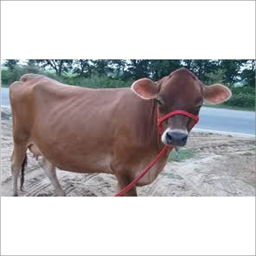 Brown Jersey Cow