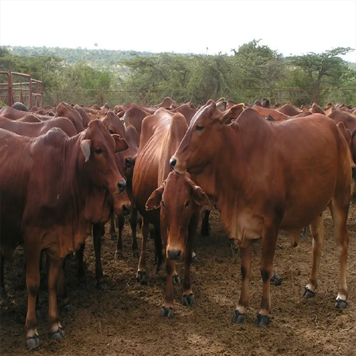 Brown Sahiwal Cow