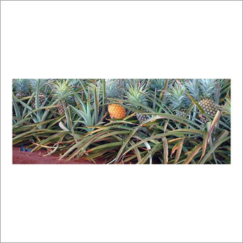 अनानास का रस