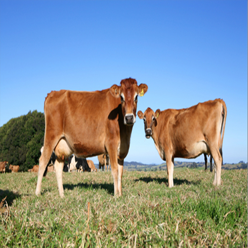 Jersey Cow - Brown Female Dairy Breed | High Butterfat Content, Great Milk Output, Recognized Since 1700