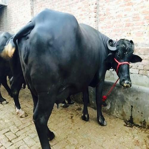 Murrah Buffalo - Black Female Dairy Breed | Excellent Milk Production, Ideal For Dairy Plants, High Demand For Milk Enhancement